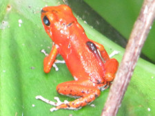 Ein roter Frosch sitzt auf einem Blatt