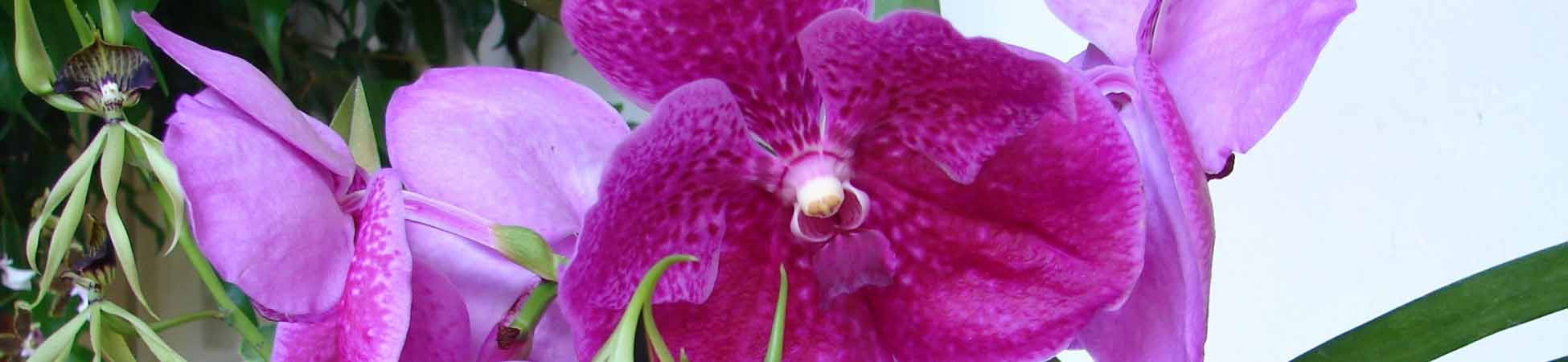 Orchidee Guatemala