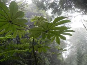 Ameisenbaum Costa Rica