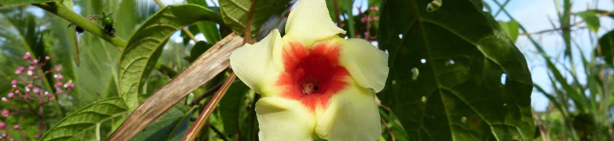 Flora Panama