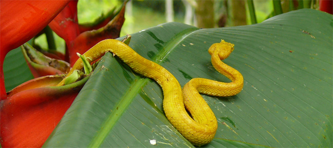 Ein gelbe Schlange schleicht über ein großes grünes Blatt im Cahuita Nationalpark