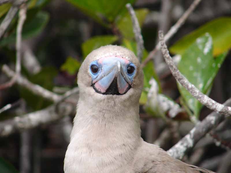 Ecuador Fauna Blaufußtölpel