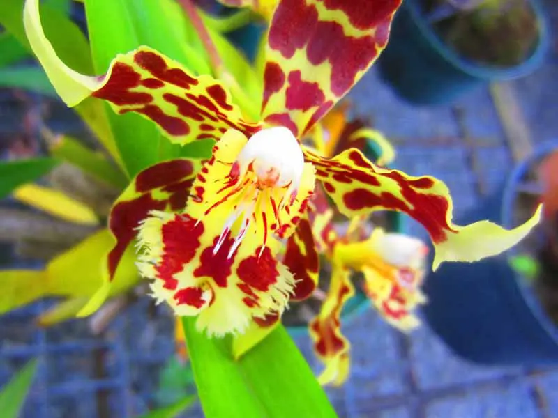 Ecuador Flora Orchidee
