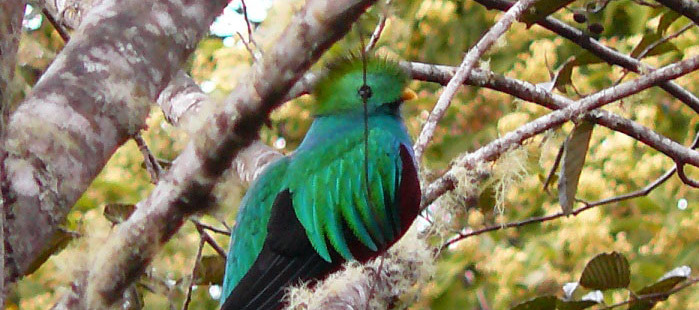 Ein Quetzal, der auf einem Ast sitzt, im Hochland des San Gerardo de Dota