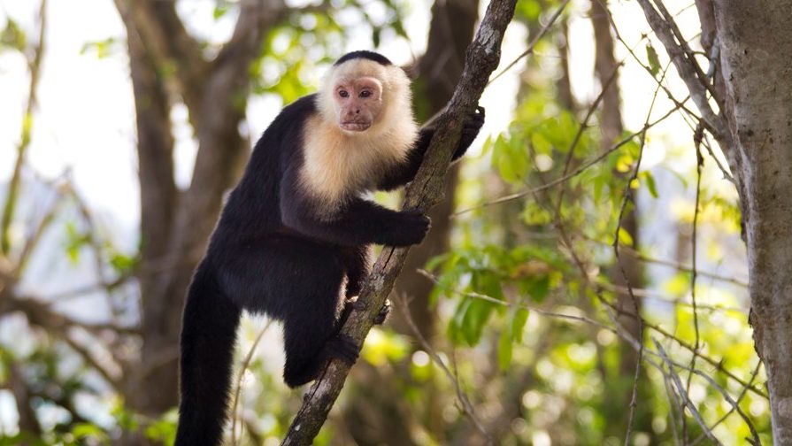 Affen in Costa Rica
