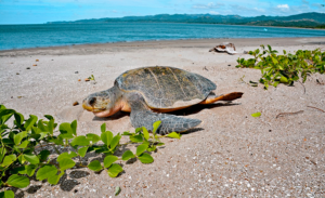 Eine Meeresschildkröte im Nationalpark Galabi in Suriname