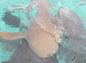 Ein Hai beim Schnorcheln in Belize auf der Insel Ambergris Caye