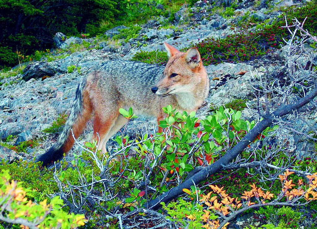 Beobachtung eines Fuchses im Torres del Paine
