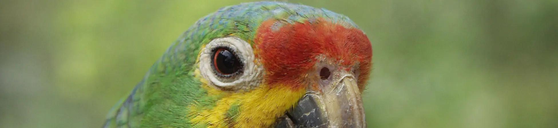Grüner Papagai in Nicaragua