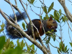 Braunhörnchen im Manuel Antonio Nationalpark