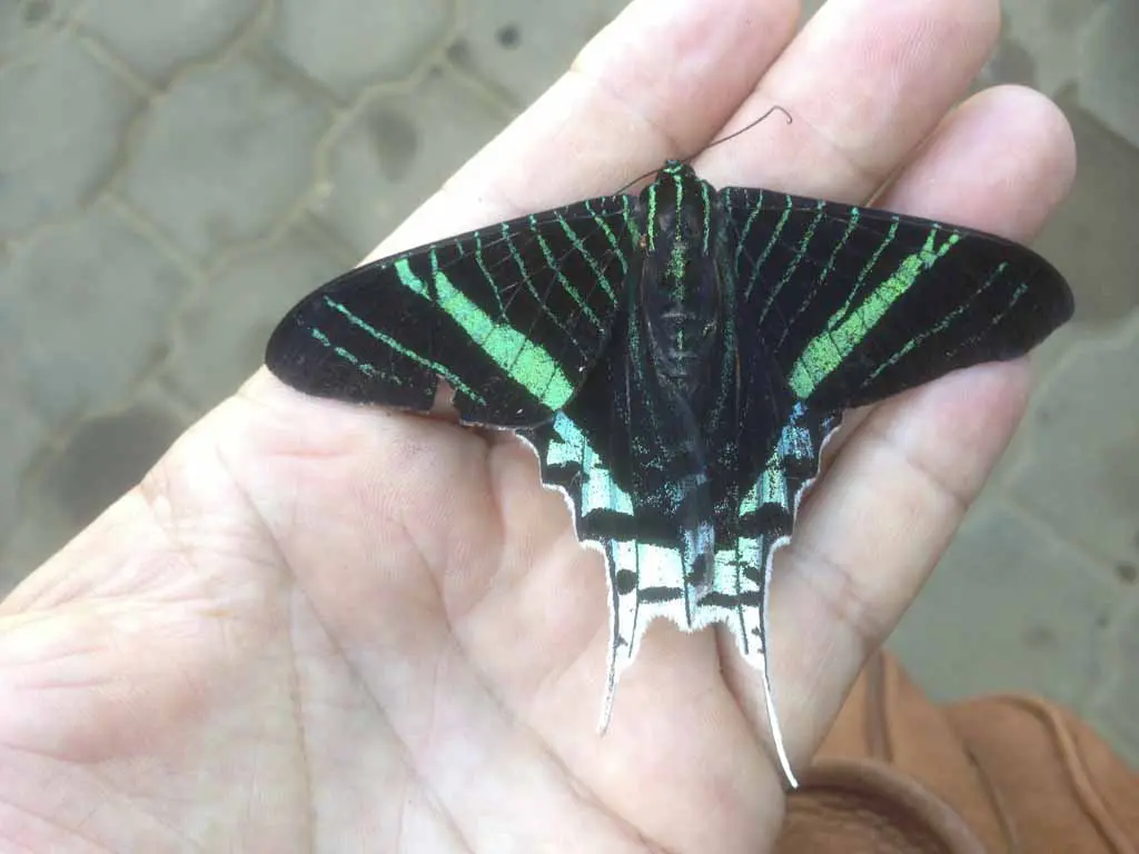 Schmetterling in Suriname