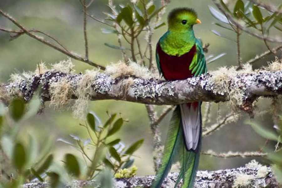 Quetzal in Costa Rica bei San Gerardo de Dota