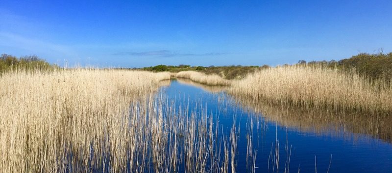 Herrliche Natur im Lauwersmeer in den Niederlanden
