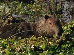 Capibara in den Sümpfen von Ibera
