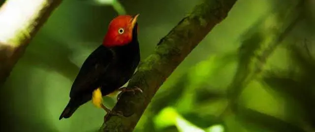 Der Gelbhosenpipra ist aucvh zu Hause im Regenwald des Amazonas