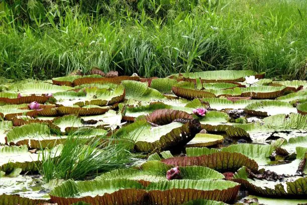 Erleben Sie die artenreiche Fauna von Brasilien mit seinen riesigen Seerosen