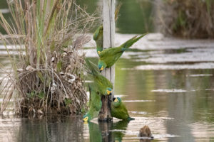 Aras an der Tränke im Pantanal