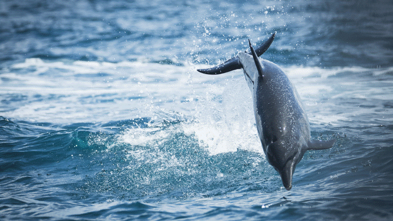 Delfinbeobachtung bei Uvita in Costa Rica