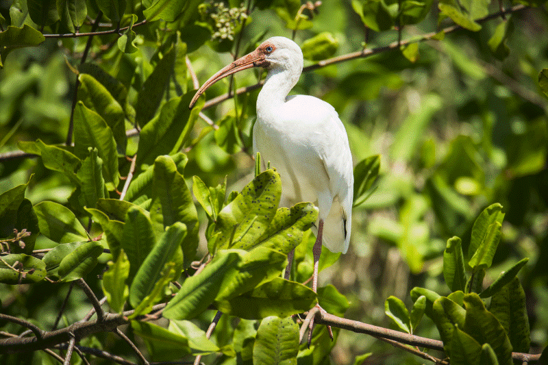 Vogelbeobchtung in den Mangroven bei Sierpe