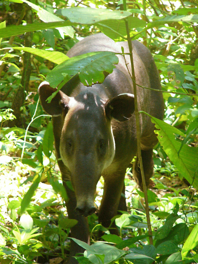Tapir im Corcovado Nationalpark entdecken