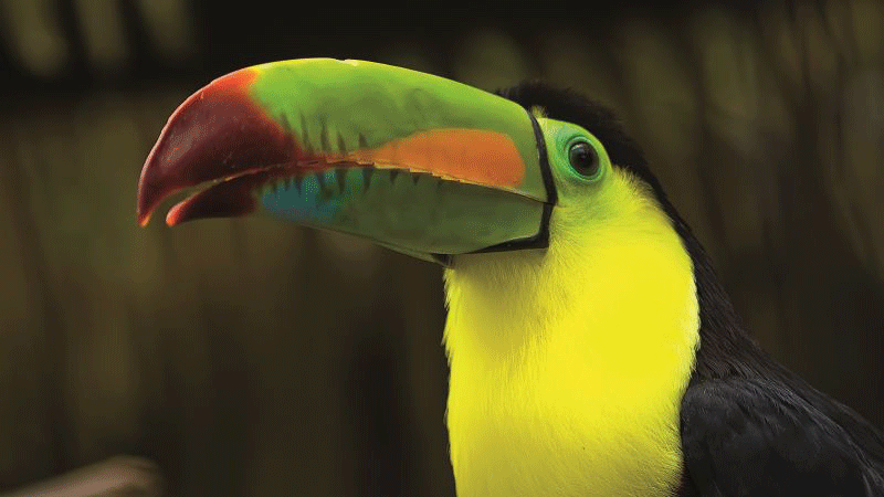 Tukane können Sie an vielen Orten auf Costa Rica Reisen entdecken