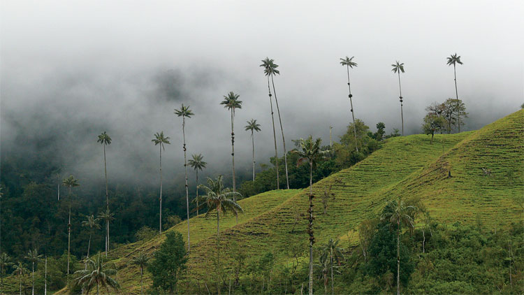Die Quindio-Wachspalme, eine der höchsten Palmen der Welt, wächst inmitten der Kaffeezone in der Nähe des Dorfes Salento