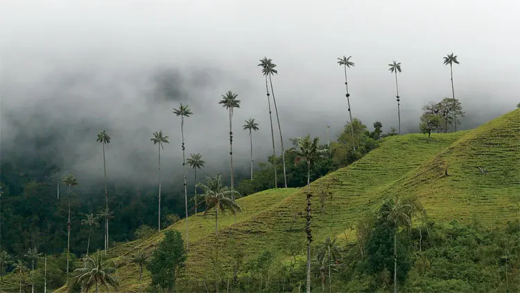 Die Quindio-Wachspalme, eine der höchsten Palmen der Welt, wächst inmitten der Kaffeezone in der Nähe des Dorfes Salento