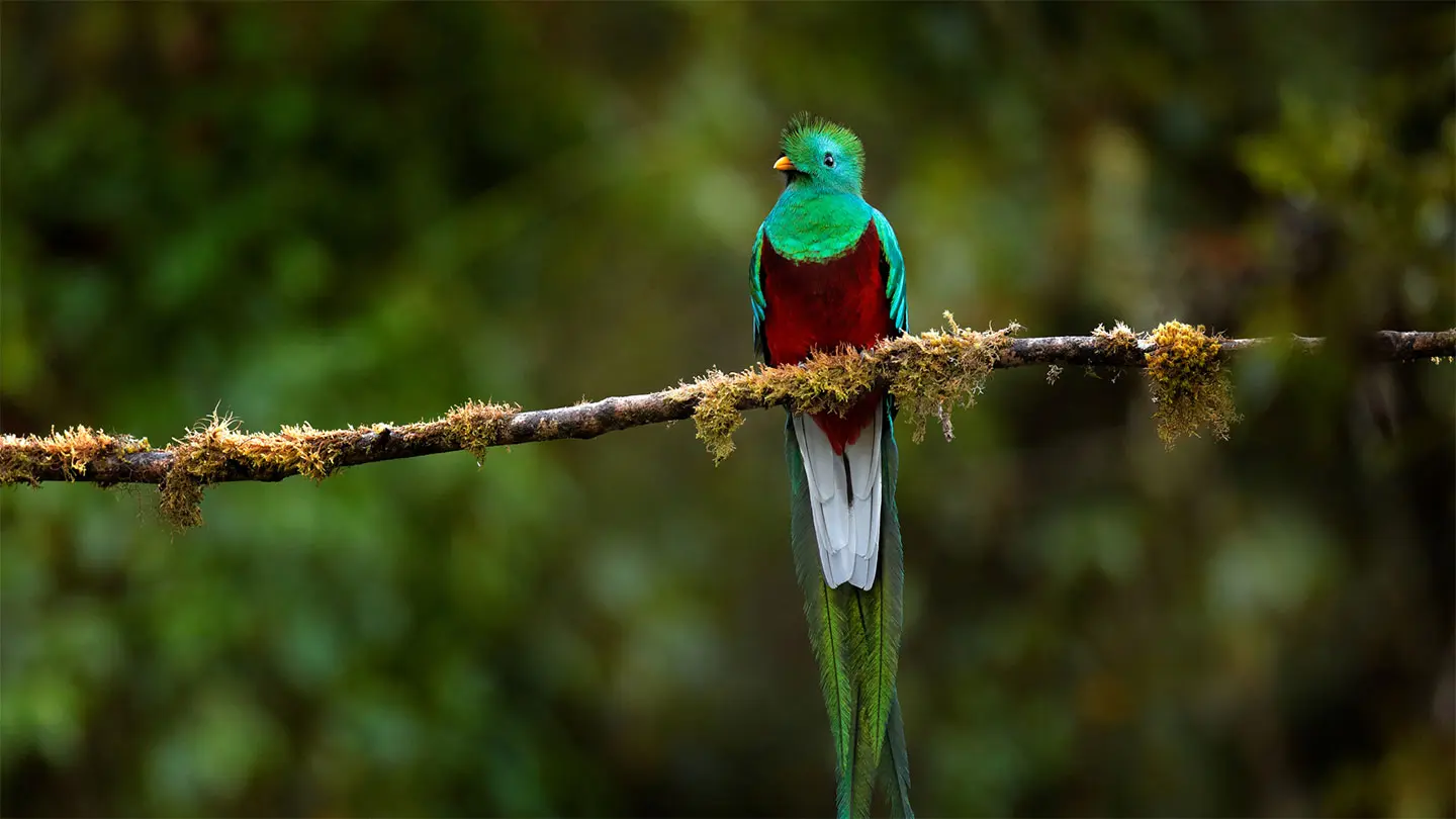 Ein Quetzal sitzt auf einem Ast.