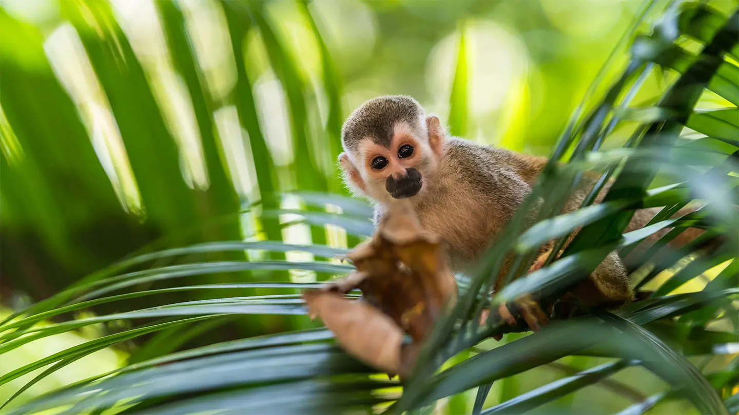 Im Dickicht des Urwalds in Panama sitzt ein kleiner Affe und schaut direkt in die Kamera