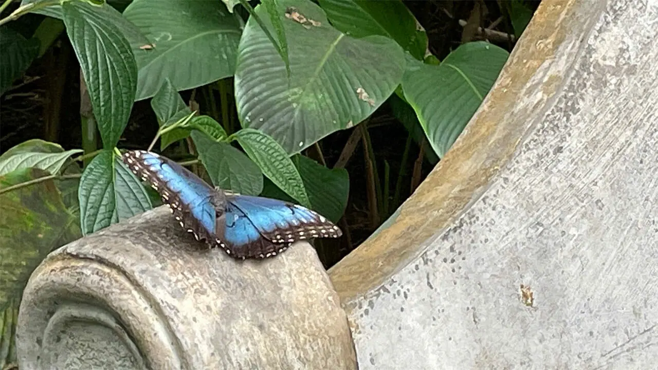 Ein Morphu Azul, ein blauer Schmetterling, im Butterfly Garden des Selvatura Parks