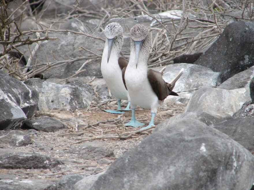 Galapagos Kreuzfahrt
