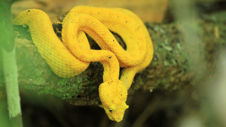 Wie giftig sind Insekten, Spinnen, Schlangen & Co. in Costa Rica