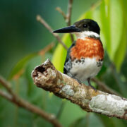 Costa-Rica-Ornithologische-Reise