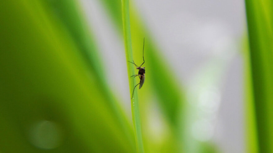 Dengue Fieber wird durch Mücken übertragen. Auf dem Bild sieht man eine Mücke, die auf einem Blatt sitzt.