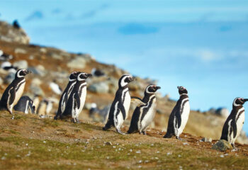 Pinguin Kolonien auf der Halbinsel Valdés