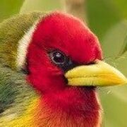 Andenbartvogel in Costa Rica