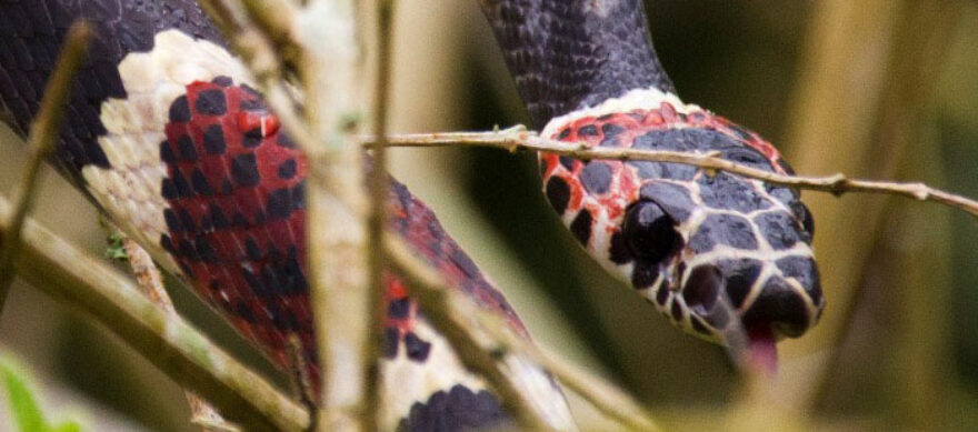 Vielfalt an Schlangen in Costa Rica